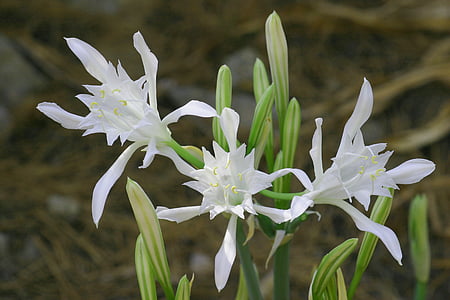 Lily sands, çiçekler, Sahil