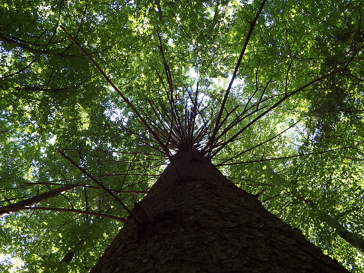 nature, tree, wood