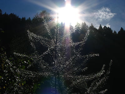 Słońce, światło, drzewo, medytować, Medytacja, reszta, promienie
