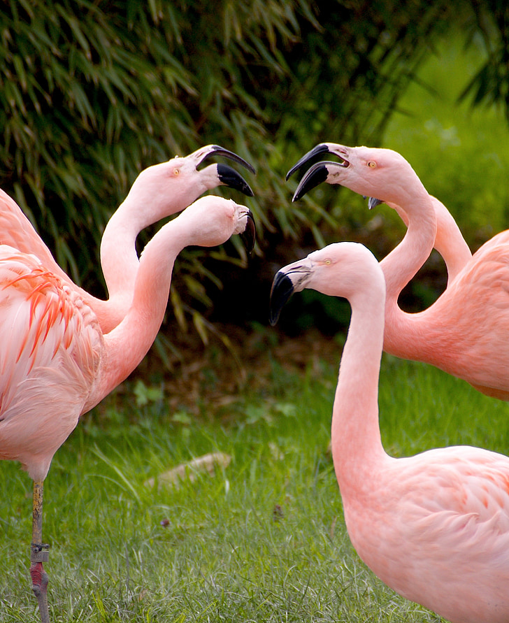 Flamingi, putni, rozā, dzīvnieki, putns, zooloģiskais dārzs, ūdens putnu