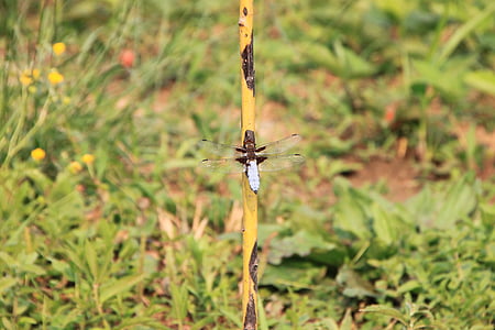Dragonfly, hängande, stora, vatten, Willow, insekter