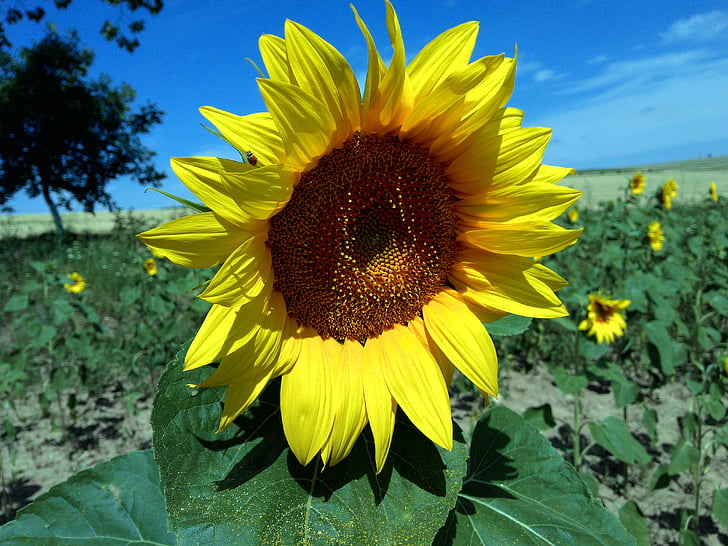 sunflower, field, summer, sunflower field, nature, yellow, flower