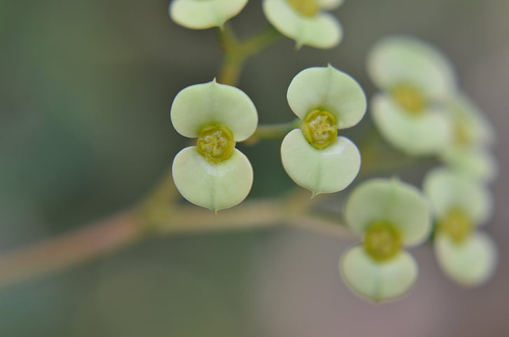 plant, macro, fresh