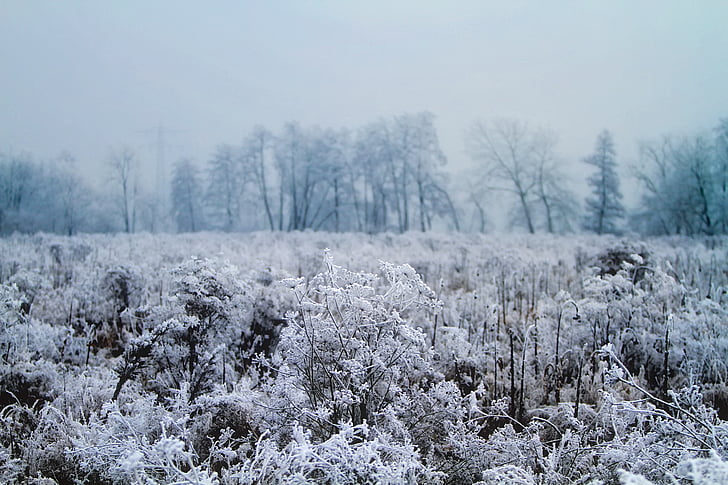 musim dingin, salju, es, Hoar frost, dingin, pagi, matahari terbit