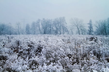 vinter, sne, Ice, Hoar frost, kolde, morgen, solopgang