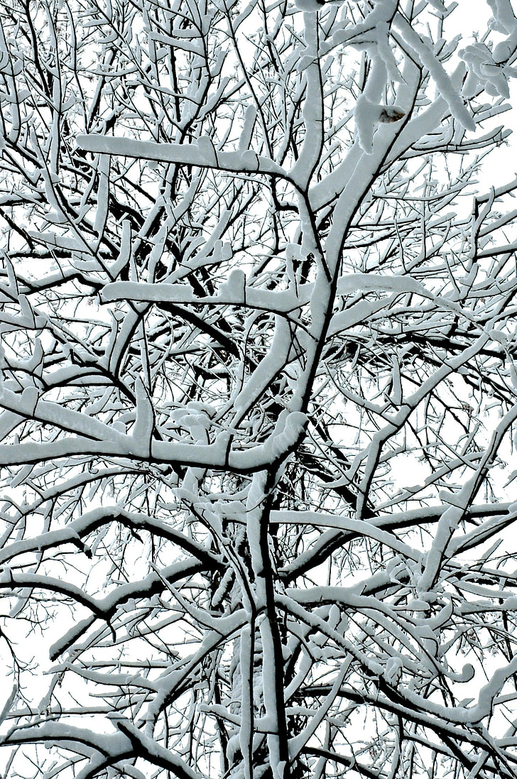 ľad, sneh, zimné, mrazené, strom