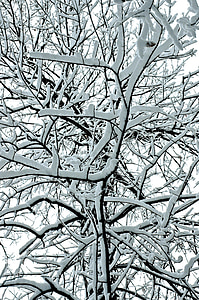 LED, sníh, Zimní, zmrazené, strom