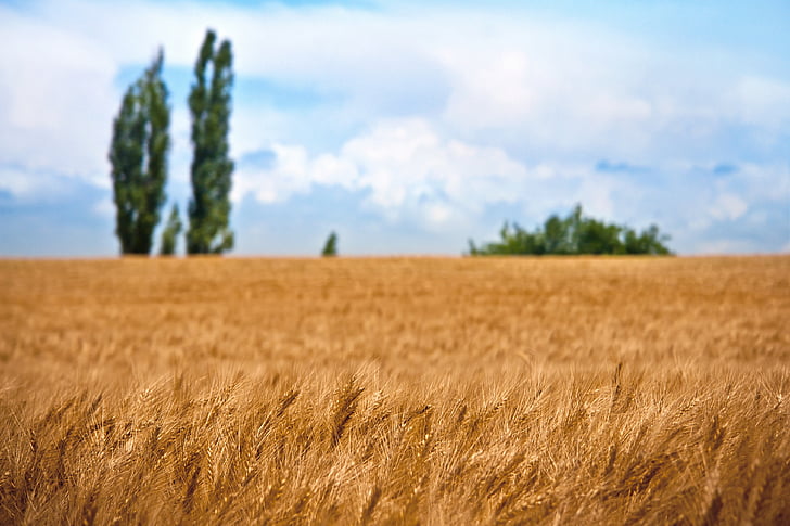lĩnh vực lúa mì, thực vật, tự nhiên, hoạt động ngoài trời, khô, vàng, màu vàng