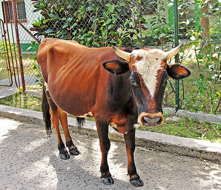 Toro, boskap, kalven, Cow, gård
