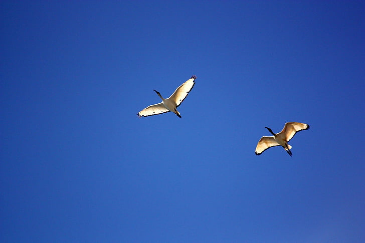 two, ducks, flying, sky, daytime, birds, Bird