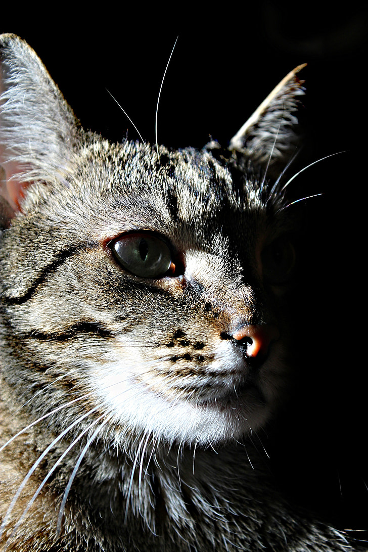 katt, skugga, PET porträtt, kattunge, klocka, är att titta på, öga