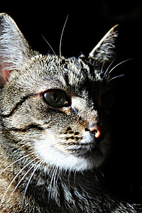 고양이, 그림자, 애완 동물 초상화, 고양이, 시계, 보고는, 눈