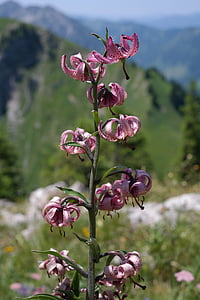 Turk Kappe Lilie, Blume, Blüte, Bloom, Rosa, violett, Blütenstand