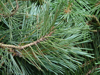 Pine gren, tallbarr, Pine, träd, gren, nålar, grön