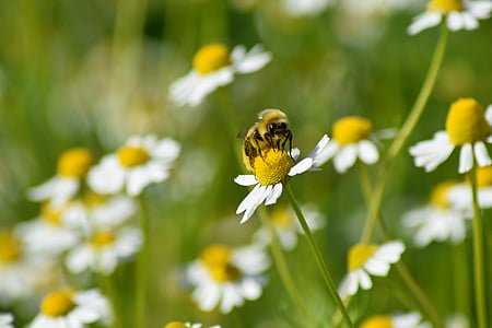 Bee, blomma, gul, sommar, pollen, insekt, honung