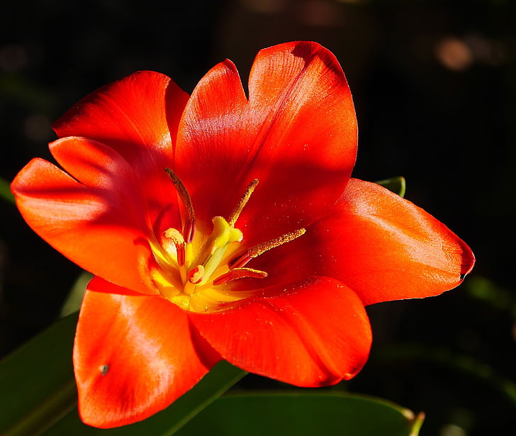 Tulipa de nan, flor, flor, sol de març, alta brillantor, vermell, segell