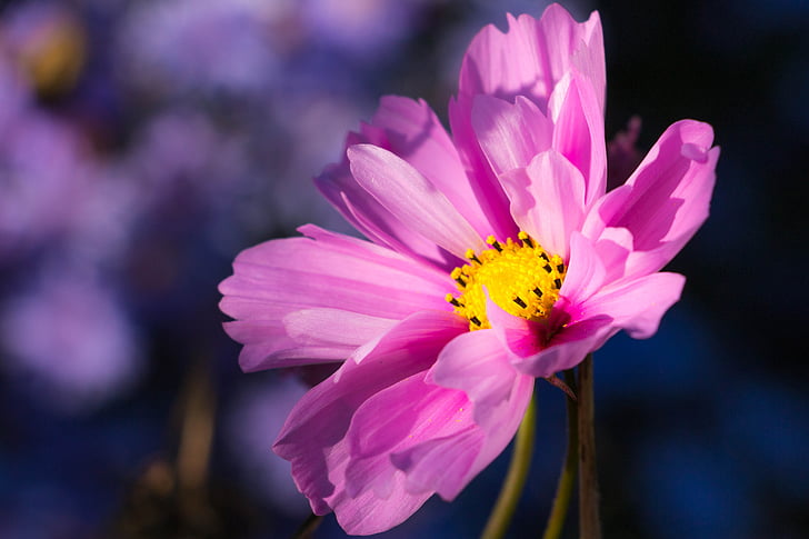 flower, pink, purple, close, pink flower, plant, nature