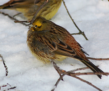 Zigolo giallo, uccello, natura, di fuori, inverno, neve, macro