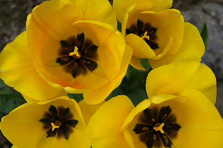 tulipes, primavera, flor, groc, flors, flors grogues, planta