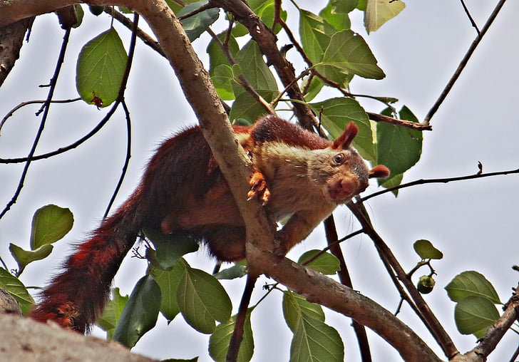 Malabar olbrzymie wiewiórka, ratufa indica, Indyjski gigant wiewiórka, dzikich zwierząt, zwierząt, Wiewiórka, Karnataka