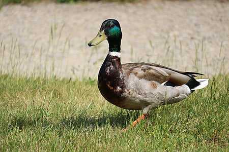 duck, meadow, bird, nature, duck on meadow, close, plumage