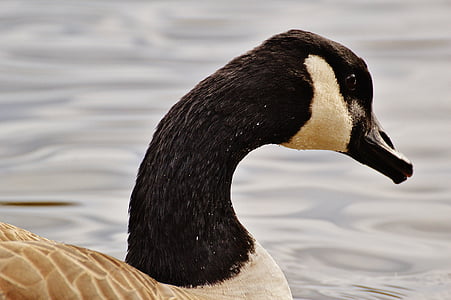 goose, poultry, animal, bird, geese, bill, nature
