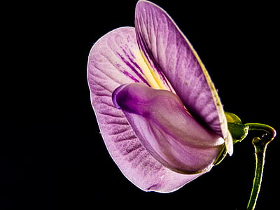 small flower, flower, violet, purple, close