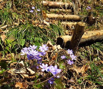 hepatica, flower, forest, spring, nature, leaves, plant