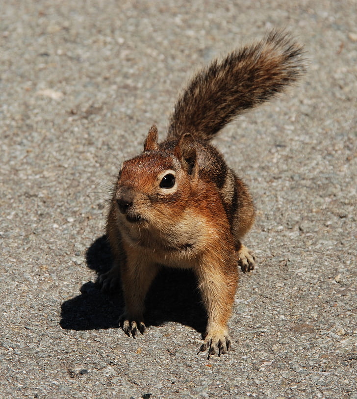 veverička, Fauna, hlodavec, cicavec, Washington state, Severná Amerika