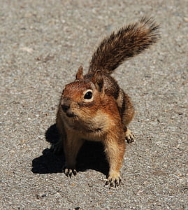 squirrel, fauna, rodent, mammal, washington state, north america