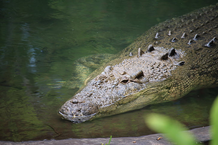 crocodile, sauvage, reptile, animal, Predator, peau, grande