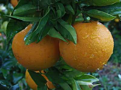 laranja, Naranjo, chuva, gotas de chuva, frutas, comida, Mediterrâneo