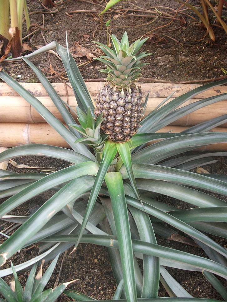 pineapple, fruit, food, plant, tropical, pineapple plant, green