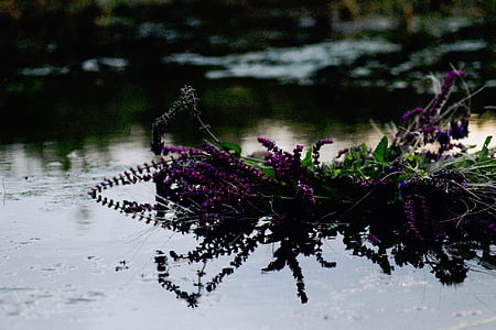 nature, water, flowers, violet, purple, green, leaves