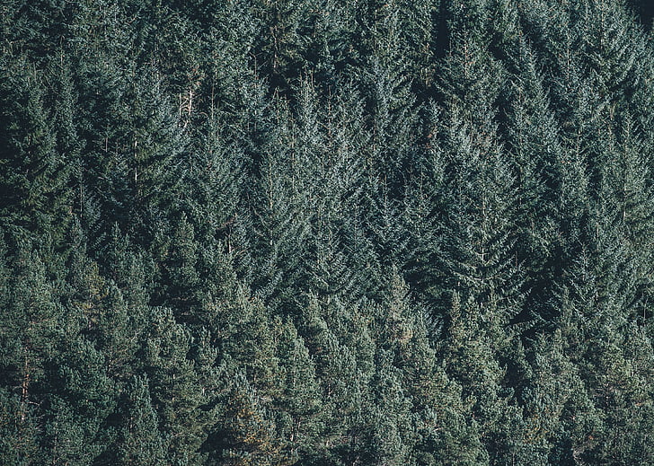 conifers, environment, fir trees, forest, green, nature, pine trees