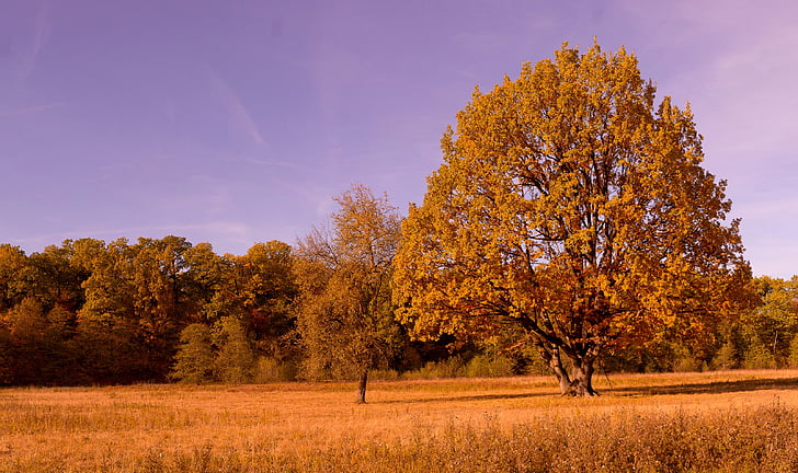 syksyllä, värit, syksyn lehtiä, syksyn värit, lehdet, puu syksy, kultainen syksy