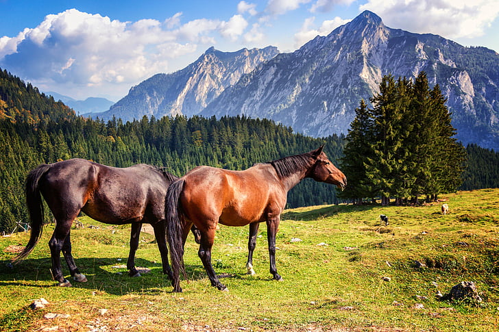 cheval, chevaux, nature, alpin, montagnes, mammifère, cheval brun