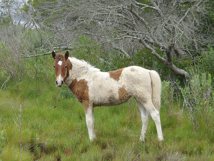 wild pony, grazing, yearling, feral, pony, chincoteague island, virginia