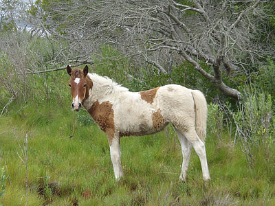 looduslike poni, karjatamine, yearling, metssigade, poni, Chincoteague island, Virginia