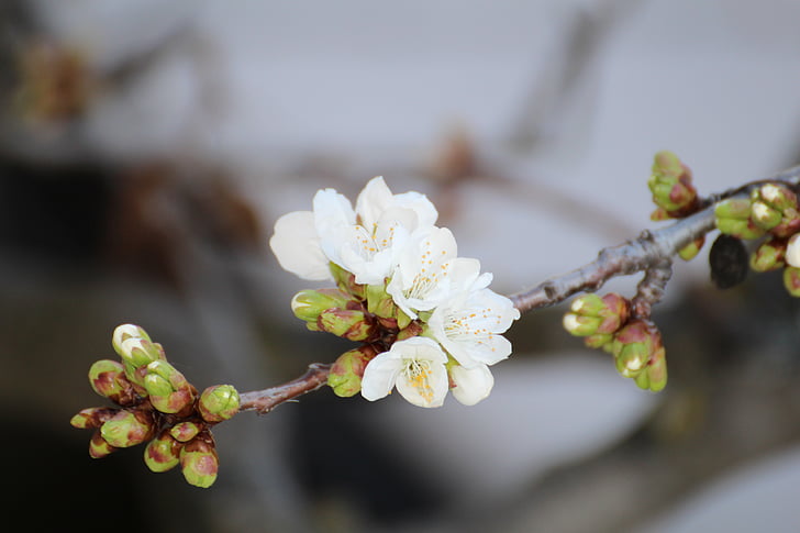 třešňový květ, jaro, nové, bílá, rozmanitost, Příroda, třešeň
