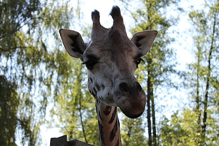 girafa, modo de exibição, jardim zoológico, animal, natureza, ao ar livre, mamífero