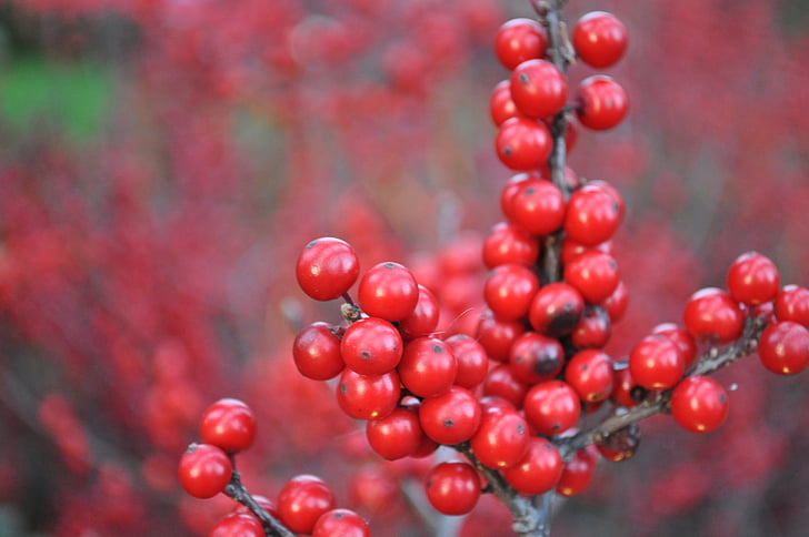 invierno, rojo, Berry, planta, temporada, naturaleza, Navidad