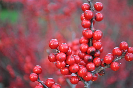 zimowe, czerwony, jagoda, roślina, sezon, Natura, Boże Narodzenie