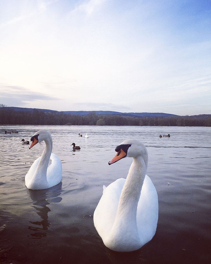 Swan, Râul, noi, păsările migratoare, animale, natura