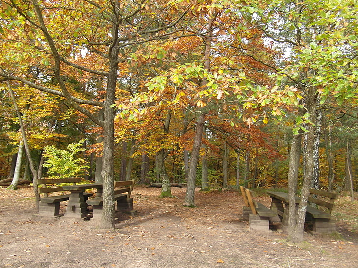 místo odpočinku, Les, podzim, se objeví, pohled, Falc, pěší turistika
