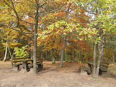 místo odpočinku, Les, podzim, se objeví, pohled, Falc, pěší turistika