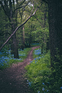 path, woods, forest, floral, flowers, nature, tree