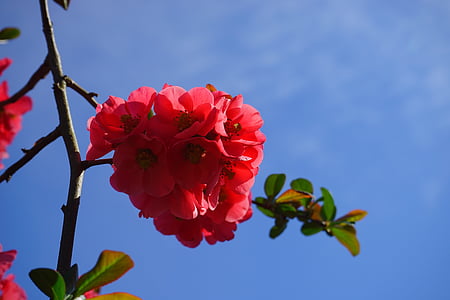 codony ornamental japonès, flors, vermell, vermell taronja, arbust, branca, chaenomeles japonica