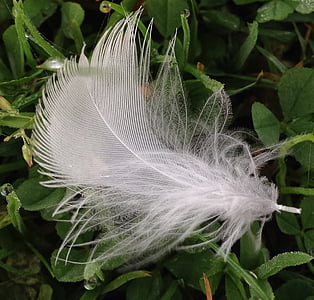 feather, bird, natural, expensive, geese, nature, fluffy