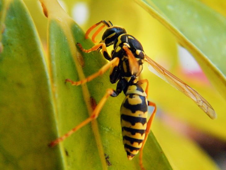 wasp, animal, insect, nature, macro, hornet, sting
